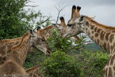 Giraffe (78 von 94).jpg